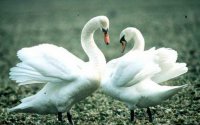  Mating Dance